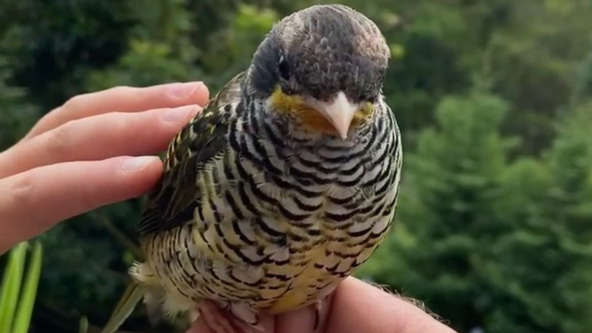 Ave rara é registrada pelo Inea no Parque Estadual dos Três Picos