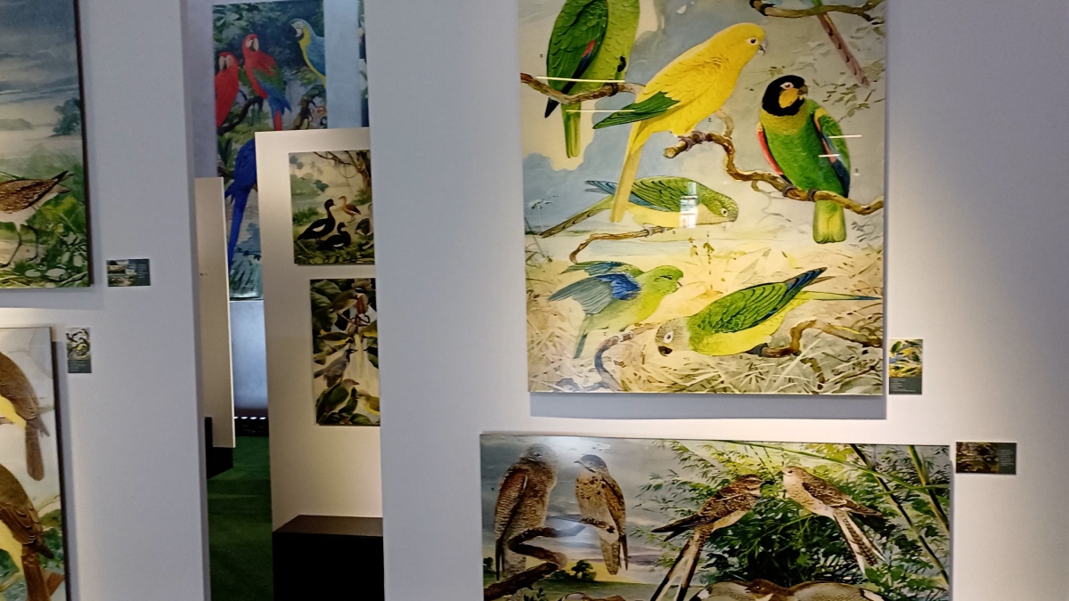 Exposição ‘O legado suíço na Amazônia ‘ é prorrogada em Friburgo