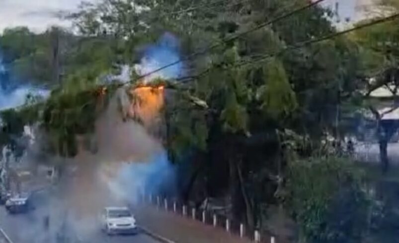 Galhos de árvore caem sob fiação elétrica e colocam pedestres em risco em Friburgo