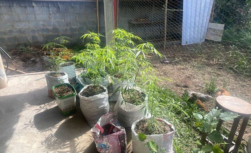 Santo Daime em Friburgo: colombiano é preso por cultivo de cannabis