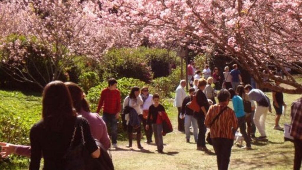 Tradição japonesa: Festa da Cerejeira em Friburgo será em julho