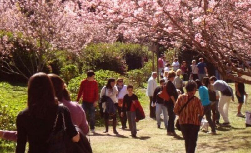 Tradição Japonesa