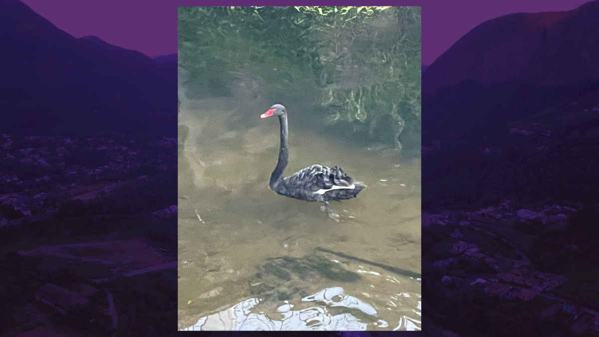 Cisne negro é flagrado no Rio Bengalas em Friburgo