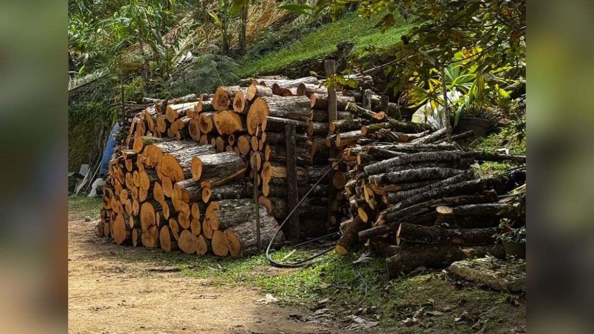Linha Verde: UPAm flagra captação ilegal e obras ambientais em Lumiar