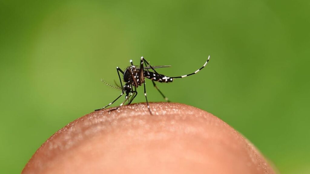 Dia Mundial do Mosquito: ações e prevenção em Nova Friburgo