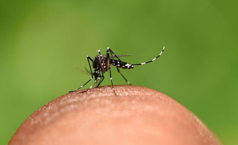dia mundial do mosquito