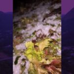 CHUVA DE GRANIZO EM PLANTAÇÃO