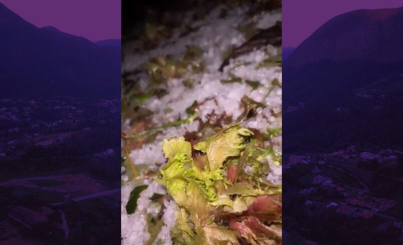 CHUVA DE GRANIZO EM PLANTAÇÃO