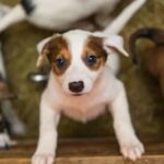 Sebea promove campanha de adoção de cães em Nova Friburgo
