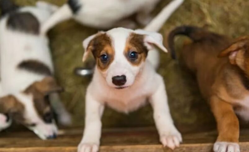 Sebea promove campanha de adoção de cães em Nova Friburgo