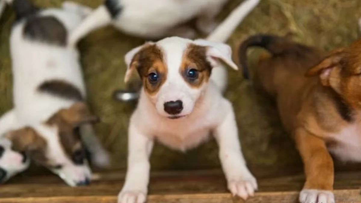 Sebea realiza campanha de adoção de cães neste sábado em Friburgo