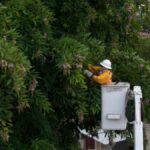 Falta de energia devido galhos próximos a rede elétrica