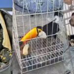 Maior operação do Brasil combate tráfico de animais no RJ