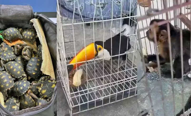 Maior operação do Brasil combate tráfico de animais no RJ