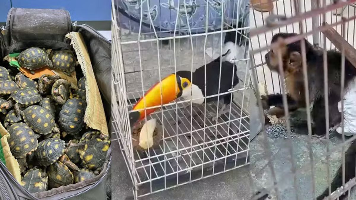 Maior operação do Brasil combate tráfico de animais no RJ