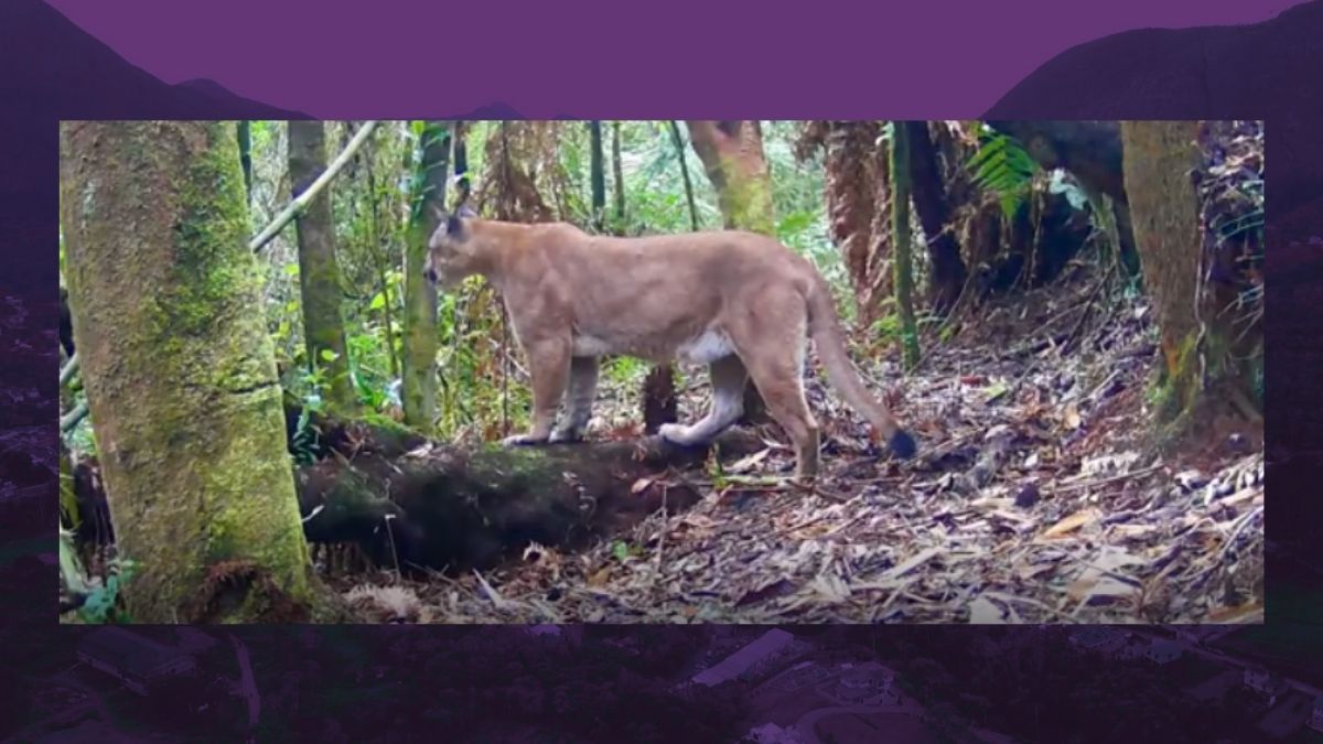 Catetos fogem de onça-parda no Parque dos Três Picos, em Friburgo