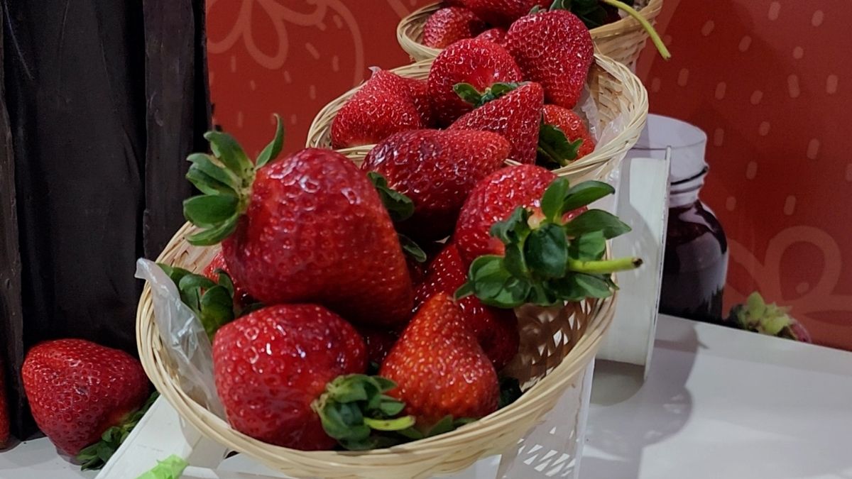 Festa do Morango com Chocolate agita Nova Friburgo até domingo