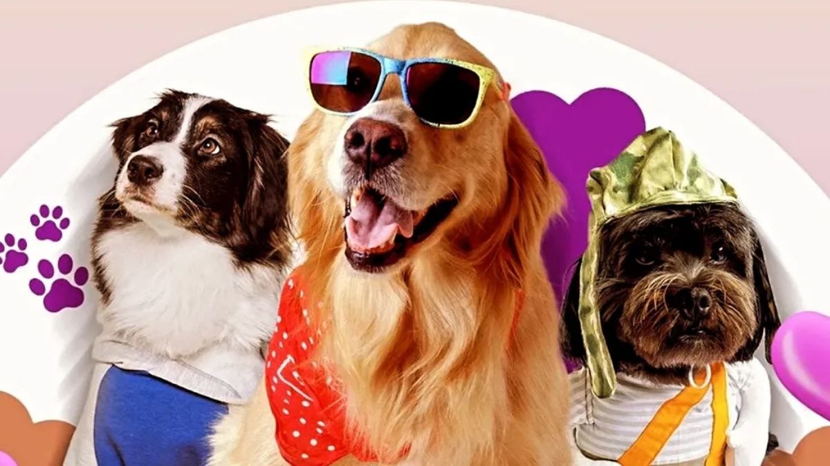Pet Fashion Day agita Nova Friburgo com desfile e feira de adoção