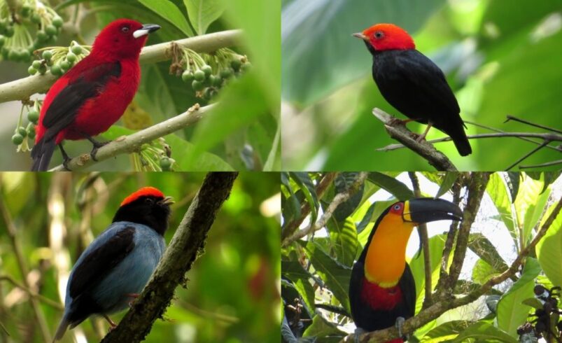Parque dos Três Picos é destaque no Vem Passarinhar 10 anos