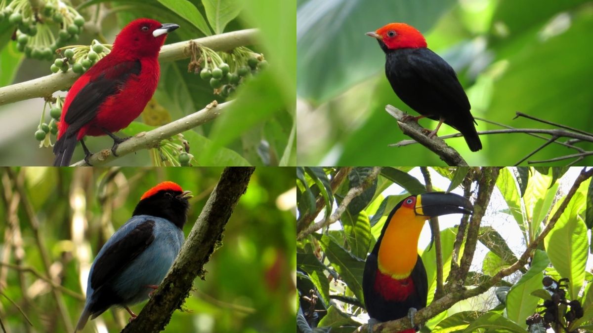 Parque dos Três Picos é destaque no Programa Vem Passarinhar que celebra 10 anos