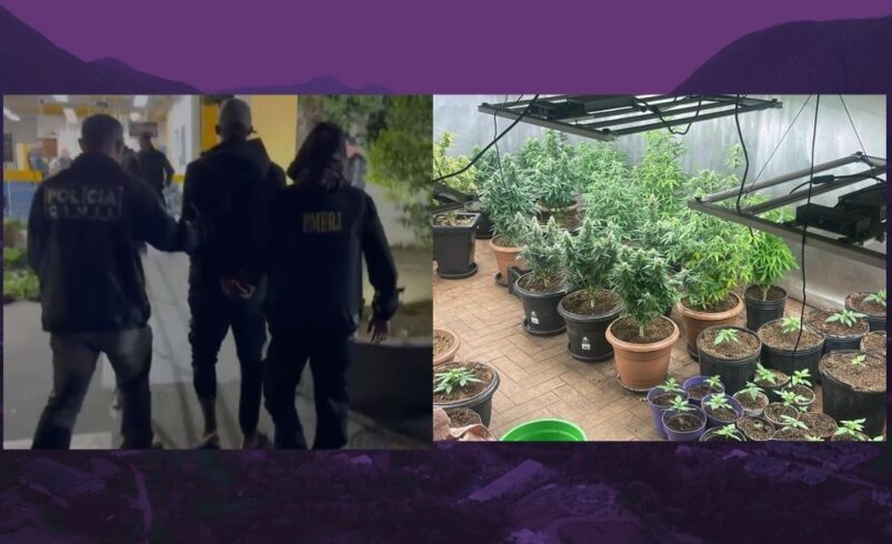 Ação conjunta da Polícia Civil e do 11º Batalhão resulta em prisão e apreensão de plantação de maconha em Conquista
