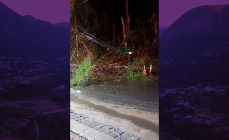 Tragédia na RJ-116: motociclista morre ao colidir em árvore