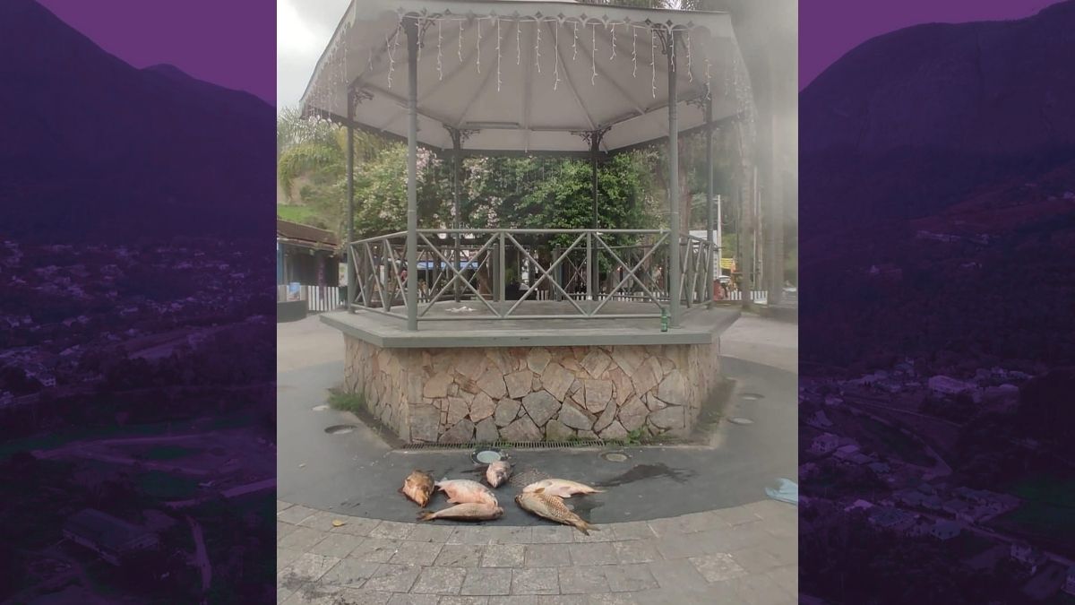 Peixes mortos no lago de Lumiar acendem alerta em Friburgo