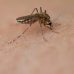 baixo risco de Aedes