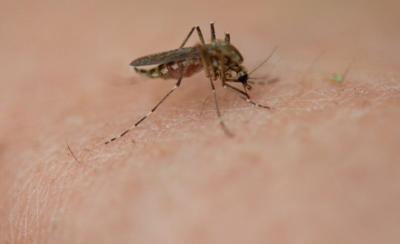 baixo risco de Aedes