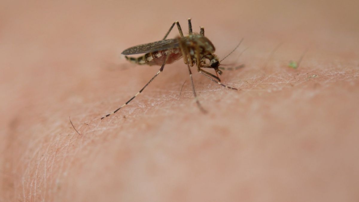 Índice do Aedes aegypti mantém Friburgo em baixo risco