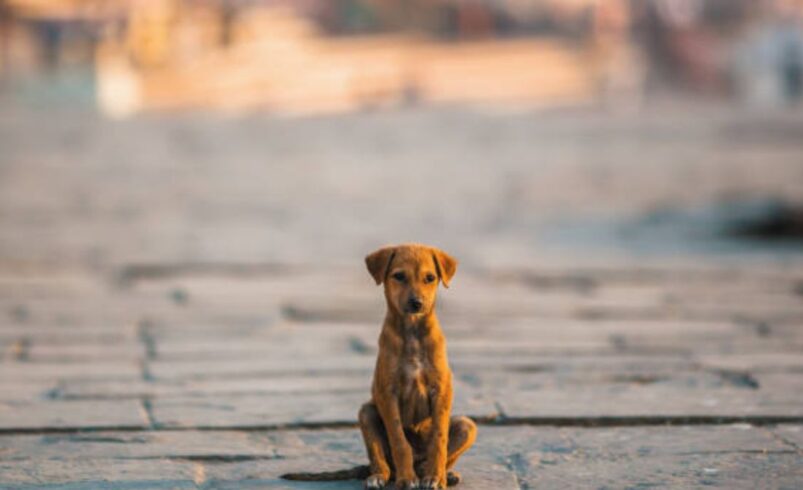 Dezembro Verde em Friburgo