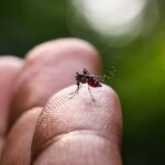 Dengue: chegada das chuvas reforça alerta em Friburgo