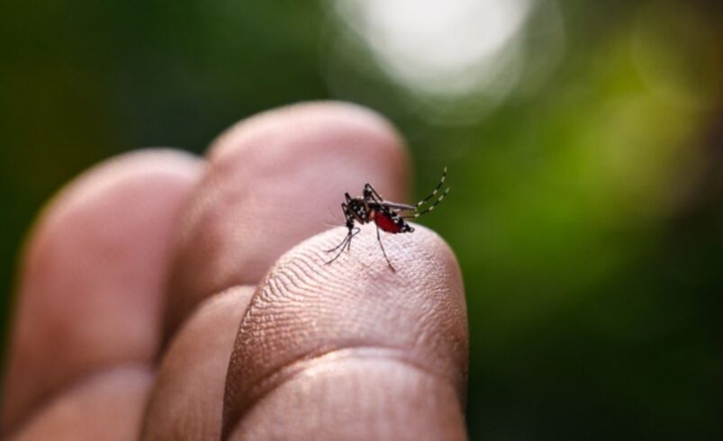 Dengue: chegada das chuvas reforça alerta em Friburgo