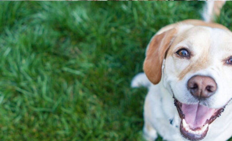 SEBEA realiza campanha de adoção de cães em Friburgo neste sábado