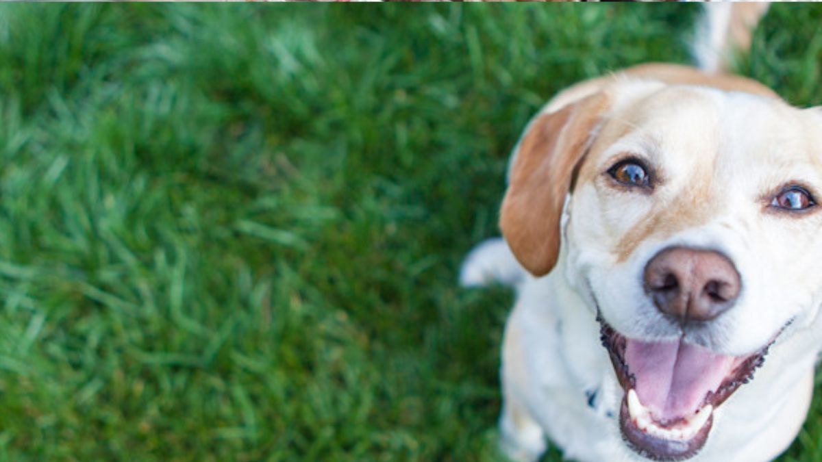 SEBEA realiza campanha de adoção de cães em Friburgo