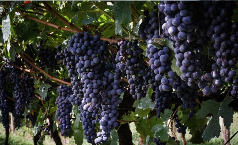 Selo “Serra do Rio” valoriza vinhos da Região Serrana