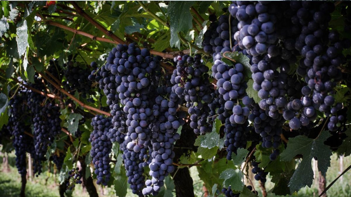 Selo “Serra do Rio” valoriza vinhos da Região Serrana