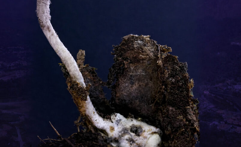 Fungo zumbi encontrado em Friburgo chama atenção da ciência mundial