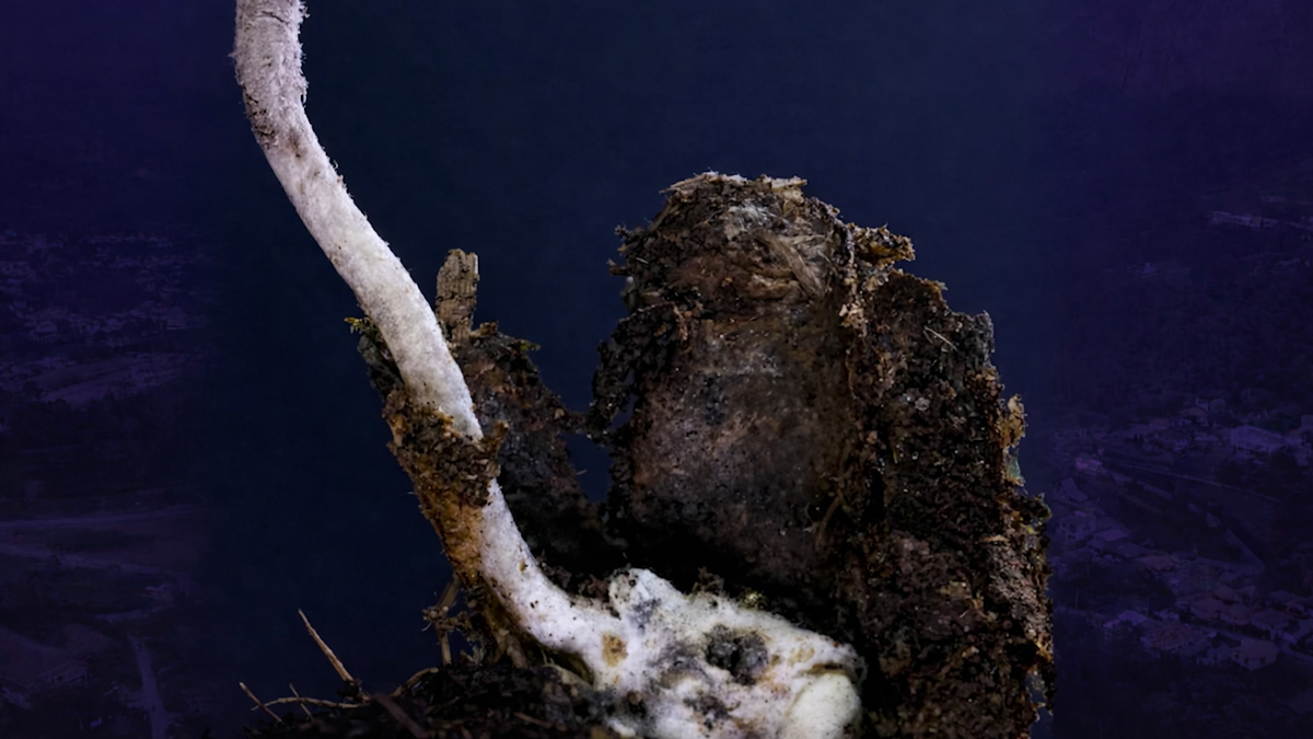 Fungo zumbi encontrado em Friburgo chama atenção da ciência mundial