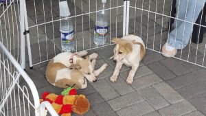 SEBEA promove mais uma companha de adoção de cães