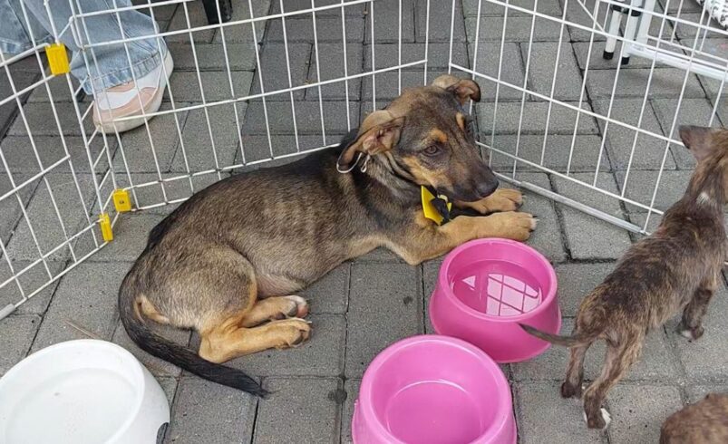 SEBEA promove mais uma campanha de adoção de cães