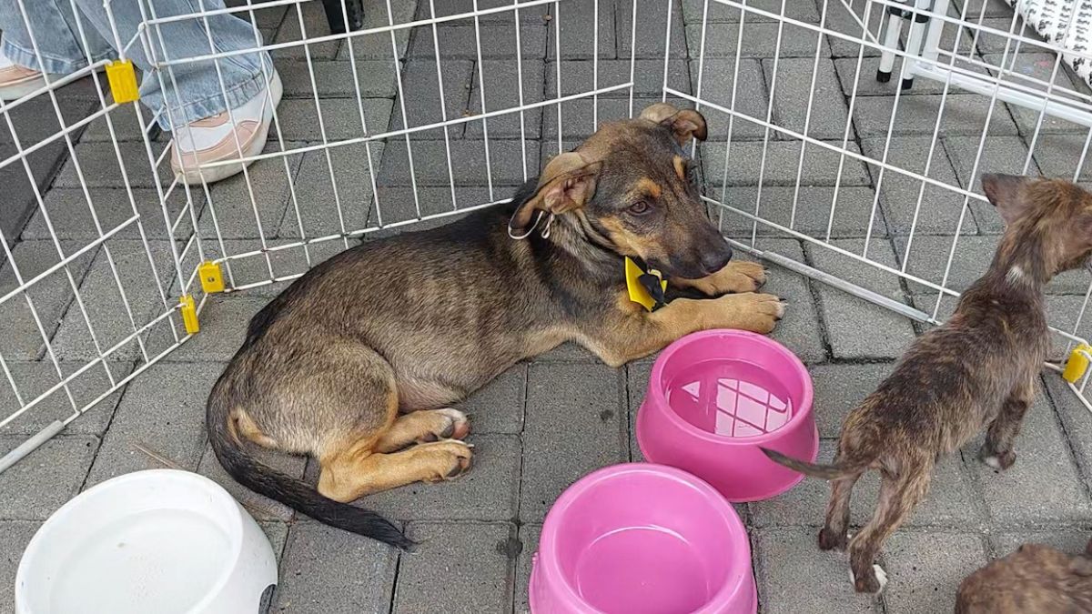 SEBEA promove mais uma campanha de adoção de cães