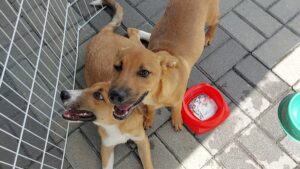 SEBEA promove mais uma companha de adoção de cães