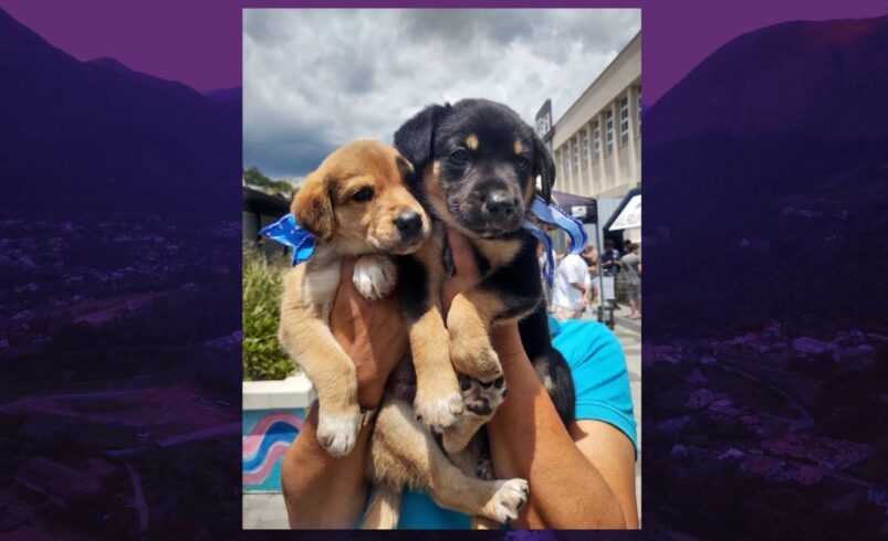 Friburgo:Campanha de adoção de cães abre inscrições de cadastro