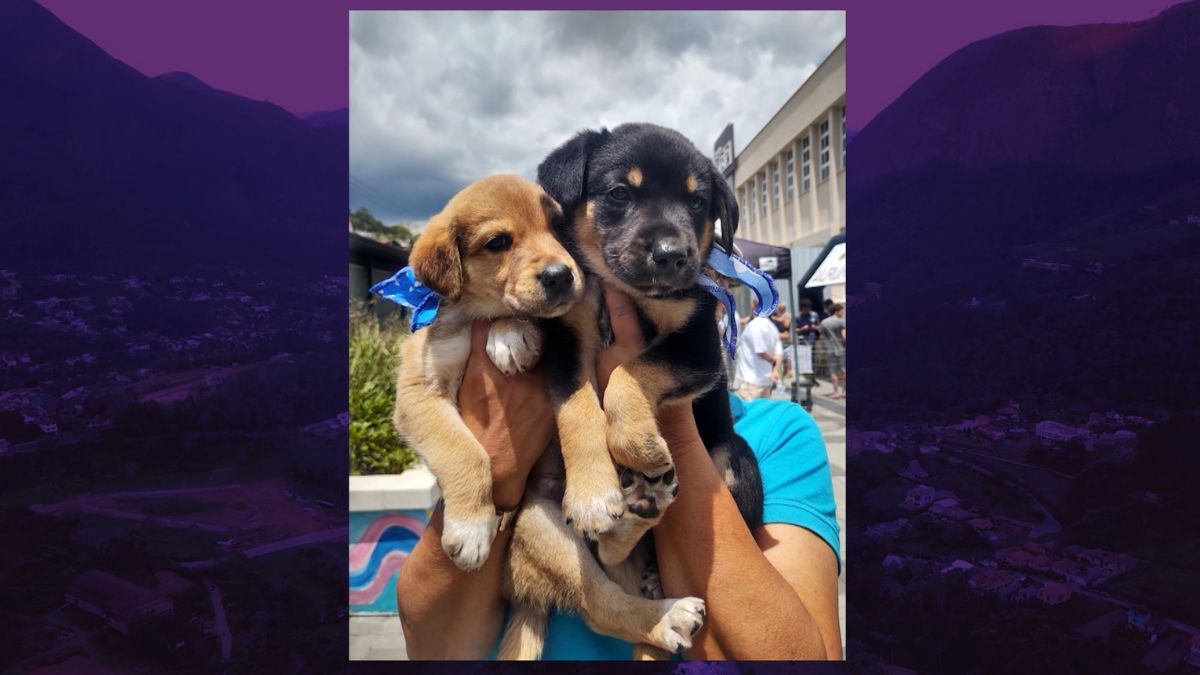 Friburgo:Campanha de adoção de cães abre inscrições de cadastro