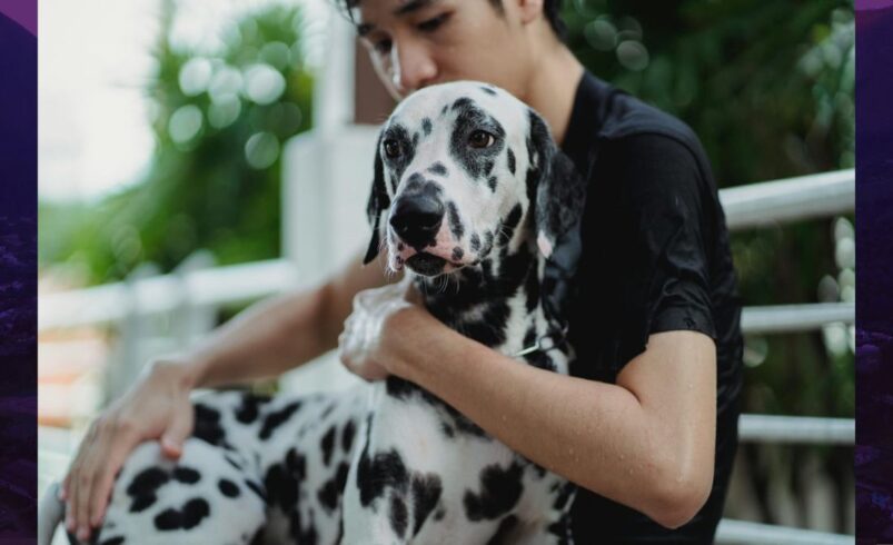 Disputa por animais de estimação cresce na Justiça e muda acordos de separação