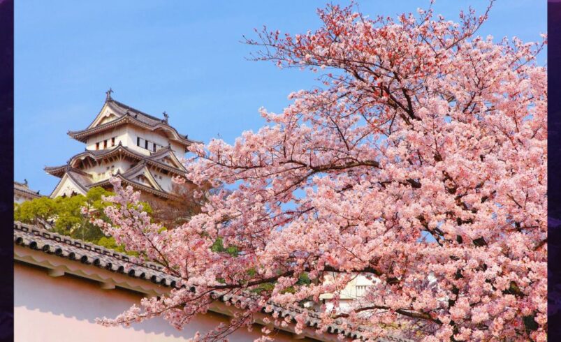 Festa das Cerejeiras celebra cultura japonesa em Friburgo