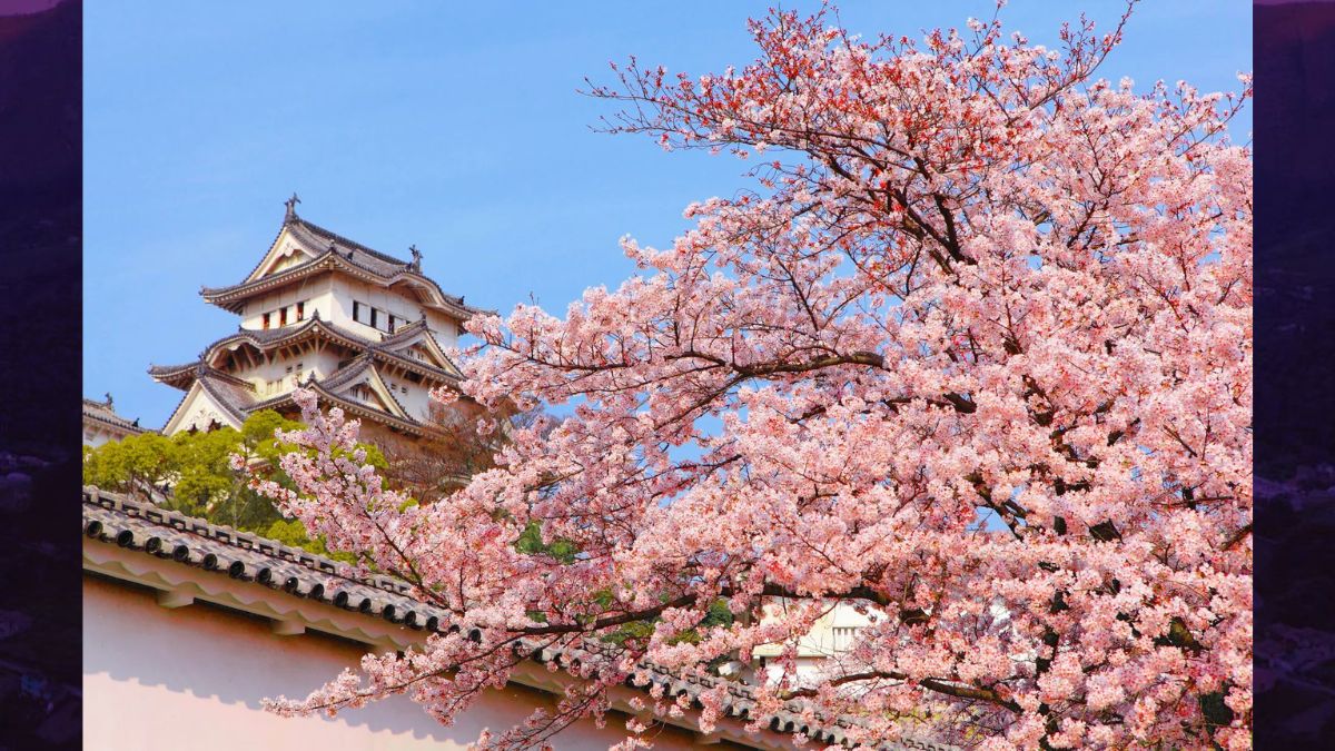 Festa das Cerejeiras celebra cultura japonesa em Friburgo