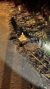 Jaguatirica volta à natureza após reabilitação na RJ-116