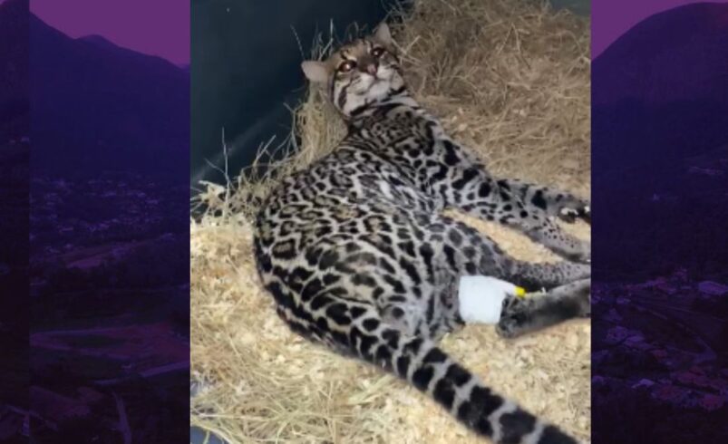 Jaguatirica volta à natureza após reabilitação na RJ-116
